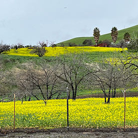 Wild Mustard in an Apricot Orchard